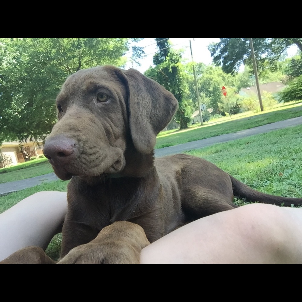 Meet your Posher, Lillie